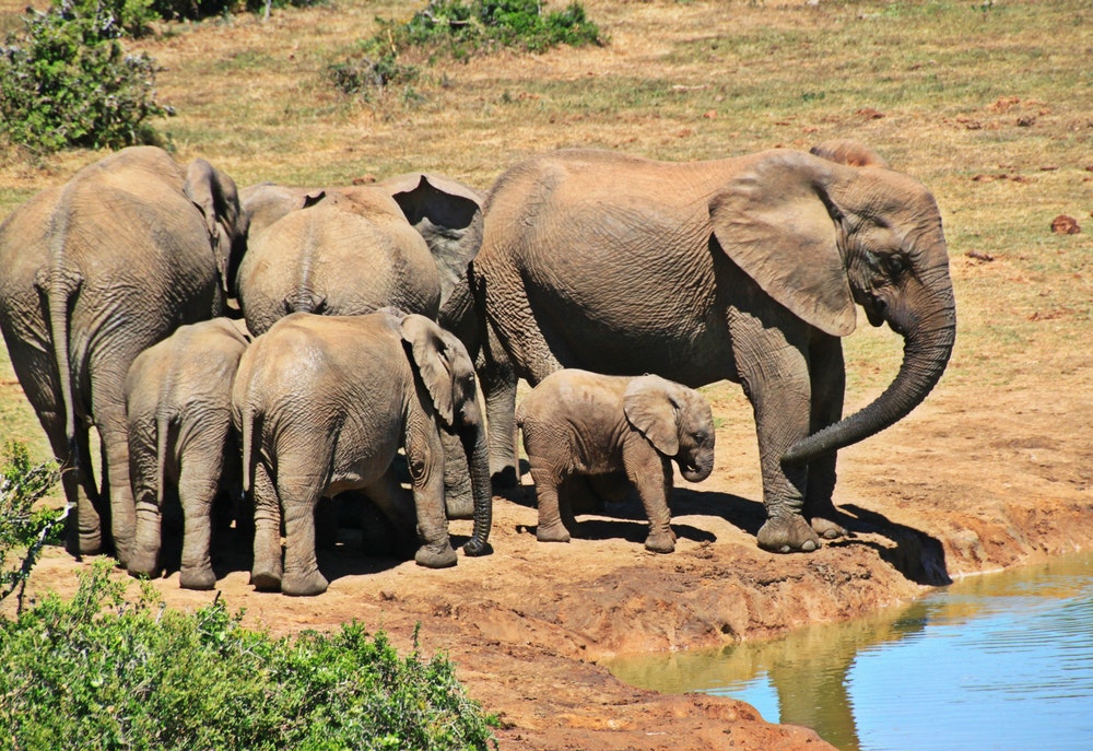 elephant animal herd of elephants elephant family