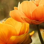 orange-flower-with-butterfly2